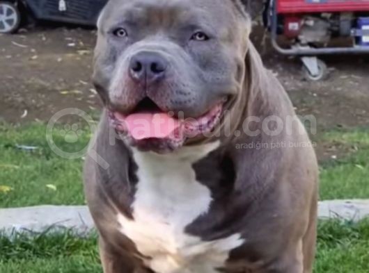 2.5 Aylik Ameri̇kan Bully Xl Erkek Bebekler görsel