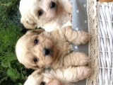 Maltıpoo Yavrularımız Yeni Aileleri Ile Tanışmaya Hazır