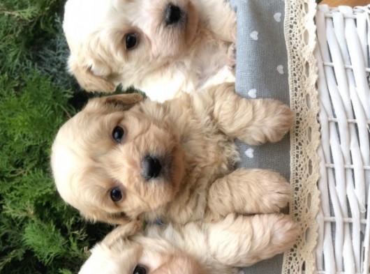 Maltıpoo Yavrularımız Yeni Aileleri Ile Tanışmaya Hazır