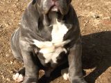 2.5 Aylik Ameri̇kan Bully Xl Erkek Bebekler