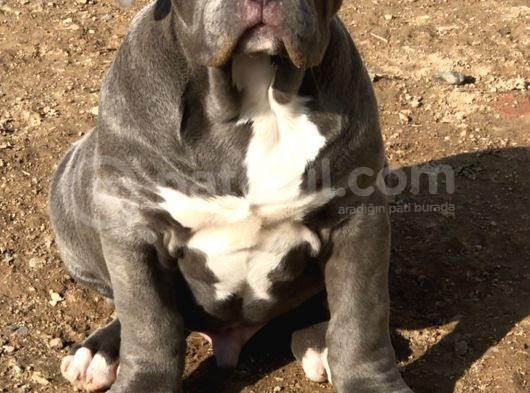 2.5 Aylik Ameri̇kan Bully Xl Erkek Bebekler