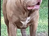 2.5 Aylik Ameri̇kan Bully Xl Erkek Bebekler