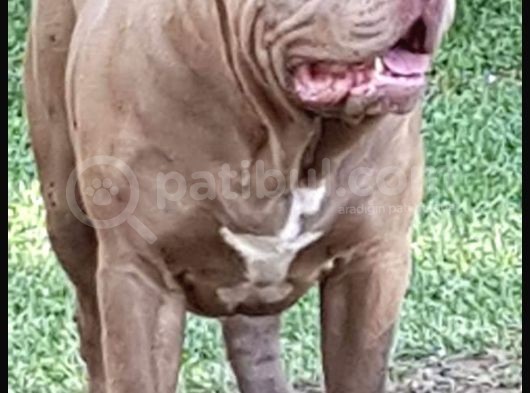 2.5 Aylik Ameri̇kan Bully Xl Erkek Bebekler görsel