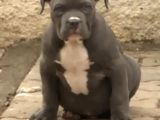 2.5 Aylik Ameri̇kan Bully Xl Erkek Bebekler