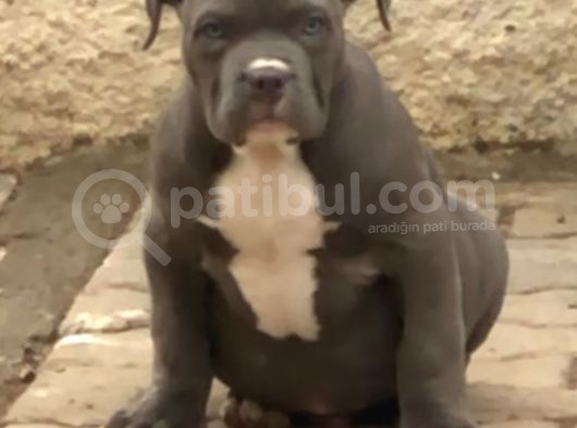 2.5 Aylik Ameri̇kan Bully Xl Erkek Bebekler görsel