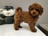 Red Toy Poodle Yavruları