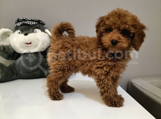 Red Toy Poodle Yavruları görsel