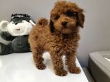 Red Toy Poodle Yavruları