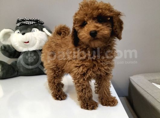 Red Toy Poodle Yavruları