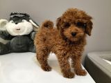 Red Toy Poodle Yavruları