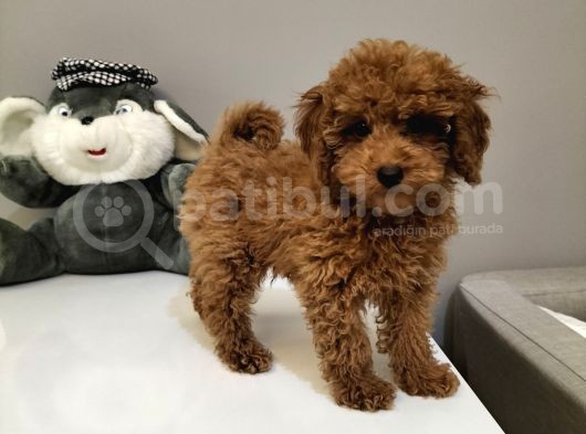 Red Toy Poodle Yavruları görsel