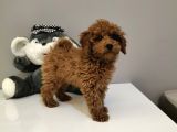 Red Toy Poodle Yavruları