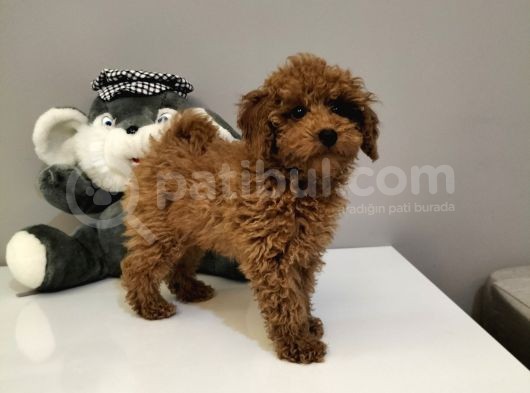 Red Toy Poodle Yavruları görsel