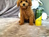 Red Toy Poodle Yavruları