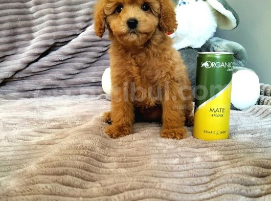 Red Toy Poodle Yavruları görsel