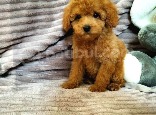 Red Toy Poodle Yavruları