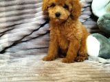 Red Toy Poodle Yavruları