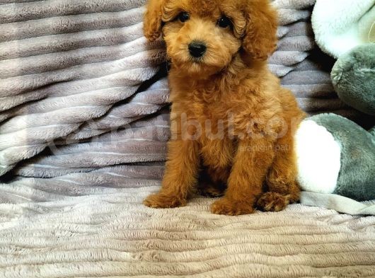 Red Toy Poodle Yavruları görsel