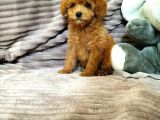 Red Toy Poodle Yavruları