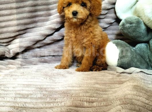 Red Toy Poodle Yavruları görsel