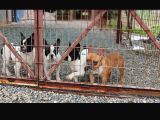 Dünya Şampiyonu Kanı Yavrular