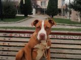4,5 Aylık Bakımlı Rednos