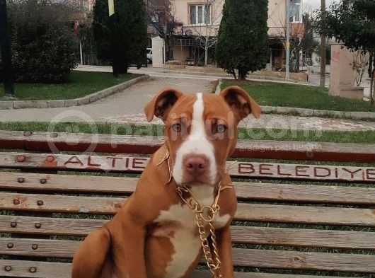 4,5 Aylık Bakımlı Rednos görsel
