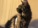 Xl Mainecoon Black Smoke