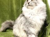 Xl Mainecoon Silver Ns22