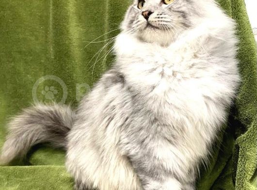 Xl Mainecoon Silver Ns22