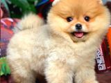 Yavru Patiler Farkı ile Pomeranian Bo Yavrularımız