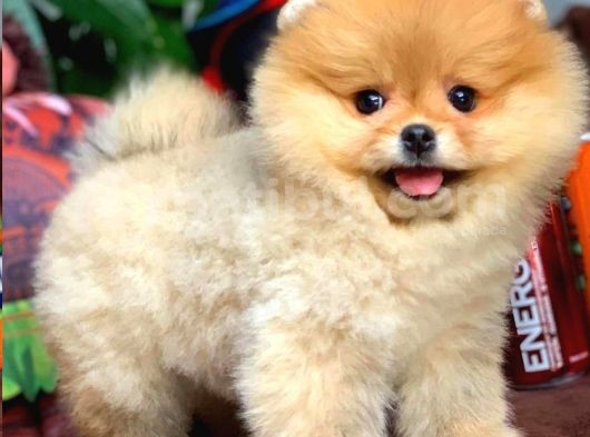 Yavru Patiler Farkı Ile Pomeranian Bo Yavrularımız