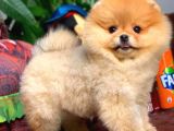 Yavru Patiler Farkı Ile Pomeranian Bo Yavrularımız