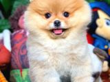 Yavru Patiler Farkı Ile Pomeranian Bo Yavrularımız