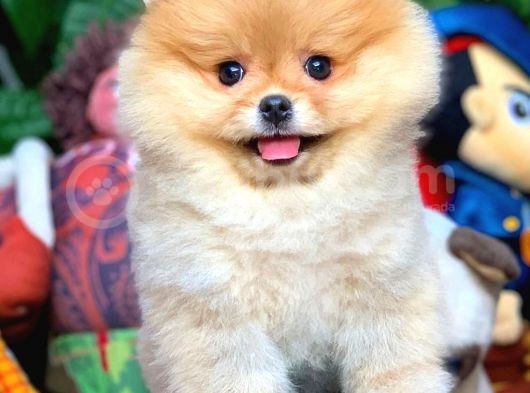 Yavru Patiler Farkı Ile Pomeranian Bo Yavrularımız görsel