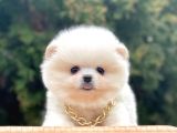 Safkan Pomeranian Boo Yavrularımız