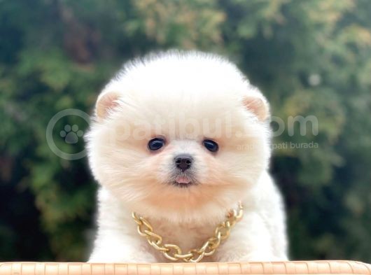 Safkan Pomeranian Boo Yavrularımız görsel