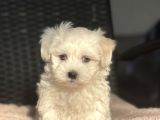 0 Numara Orjinal Maltese Yavrular
