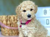 Muhtesem Kalite Toy Poodle Yavrularimiz