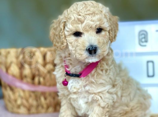 Muhtesem Kalite Toy Poodle Yavrularimiz görsel