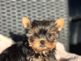 Teacup Orjinal Yorkshire Yavrular