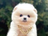 Safkan Pomeranian Boo Yavrularımız