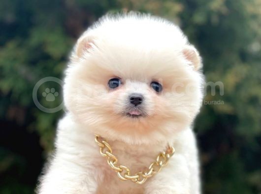Safkan Pomeranian Boo Yavrularımız