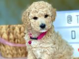 Muhtesem Kalite Toy Poodle Yavrularimiz