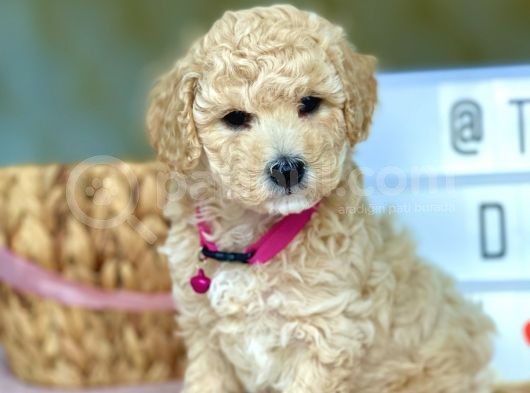 Muhtesem Kalite Toy Poodle Yavrularimiz