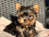 Teacup Orjinal Yorkshire Yavrular