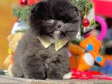 Safkan Pomeranian Boo Yavrularımız