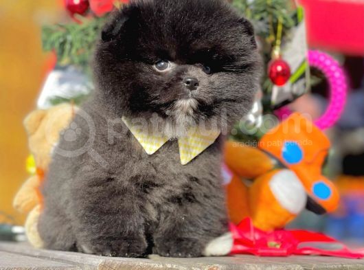 Safkan Pomeranian Boo Yavrularımız görsel