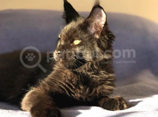 Xl Mainecoon Black Smoke görsel