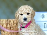 Muhtesem Kalite Toy Poodle Yavrularimiz